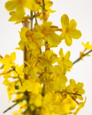 Gelsomino di San Giuseppe