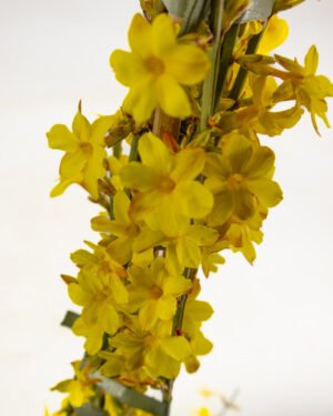 Gelsomino di San Giuseppe - immagine 2