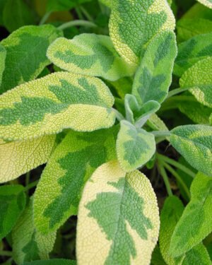 Salvia a Foglie Dorate