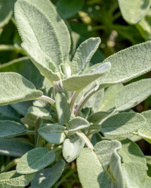 Salvia Longifoglia - immagine 2