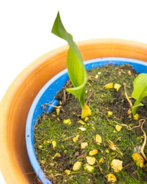 Aglio Orsino - immagine 2