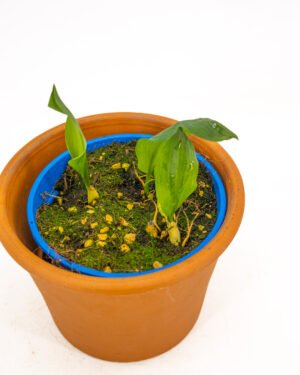 Aglio Orsino - immagine 3