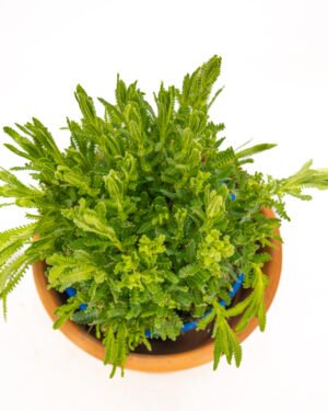 Lavanda dentata inglese - immagine 2