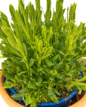 Lavanda dentata inglese