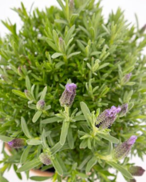 Lavanda Stoeaches