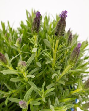 Lavanda Stoeaches - immagine 2