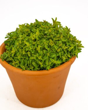 Origano Aureo - immagine 2