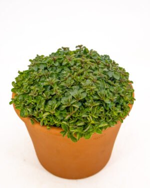 Origano Compatto - immagine 2