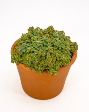 Origano Variegato - immagine 2