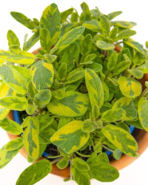 Salvia a Foglie Dorate - immagine 2