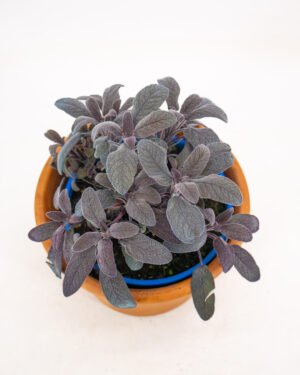 Salvia a Foglie Rosse - immagine 2