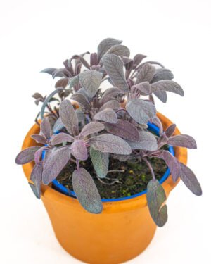 Salvia a Foglie Rosse - immagine 3