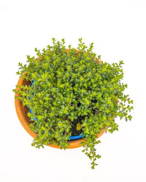 Santoreggia - immagine 2