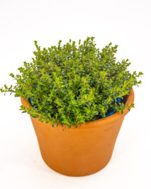 Santoreggia - immagine 3