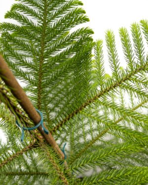 Araucaria - immagine 3