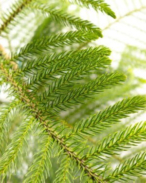 Araucaria - immagine 2