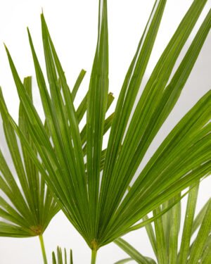 Trachycarpus fortunei - immagine 2