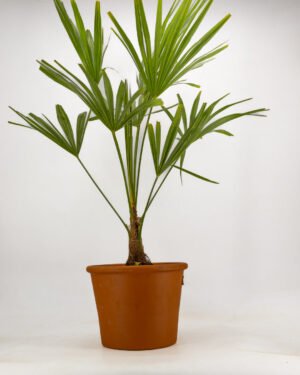 Trachycarpus fortunei - immagine 3