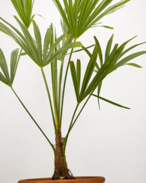 Trachycarpus fortunei - immagine 4