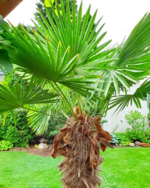 Trachycarpus fortunei