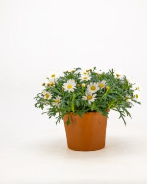 Margherita - immagine 3