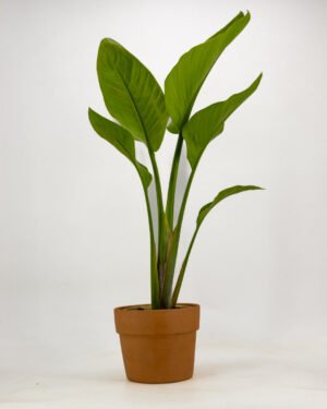 Strelitzia augusta - immagine 4