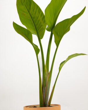 Strelitzia augusta - immagine 5