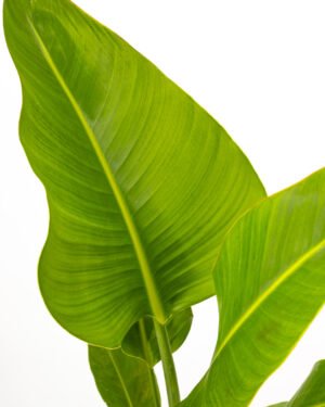 Strelitzia augusta - immagine 6