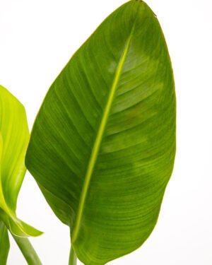 Strelitzia augusta - immagine 3