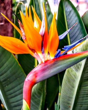Strelitzia augusta - immagine 2