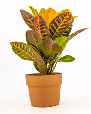 Croton 'Petra' - immagine 4