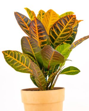 Croton 'Petra' - immagine 3