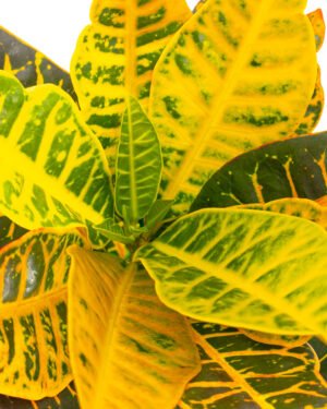 Croton 'Petra' - immagine 2