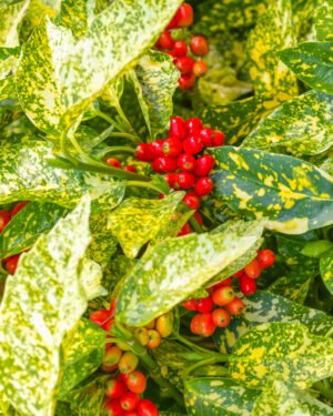Aucuba Japonica - immagine 2