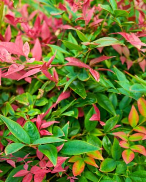 Nandina domestica