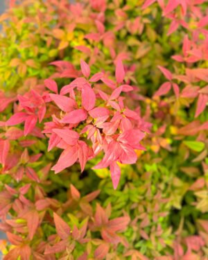 Nandina domestica 'Gulf Stream'