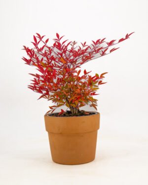 Nandina domestica 'Gulf Stream' - immagine 3
