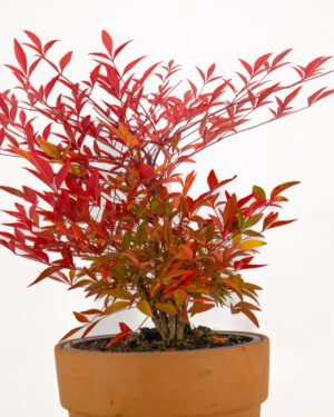 Nandina domestica 'Gulf Stream' - immagine 2