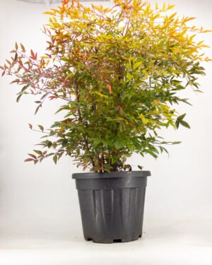 Nandina domestica - immagine 3