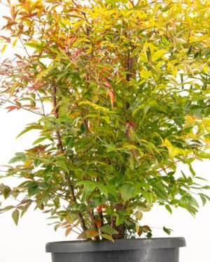 Nandina domestica - immagine 2
