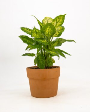 Dieffenbachia seguine 'Compacta'