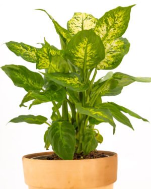 Dieffenbachia seguine 'Compacta' - immagine 3