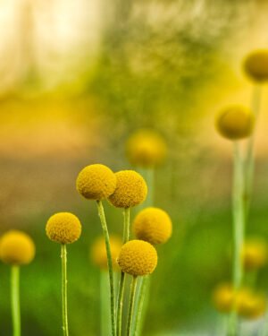 Craspedia globosa - immagine 2