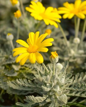 Margherita gialla sudafricana