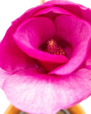 Magnolia 'Black Tulip'