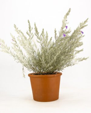 Eremophila - immagine 5