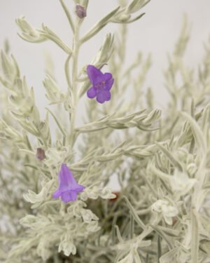 Eremophila - immagine 2