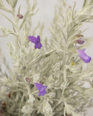 Eremophila