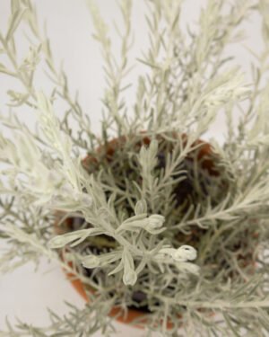 Eremophila - immagine 3