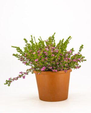 Boronia elatior - immagine 4